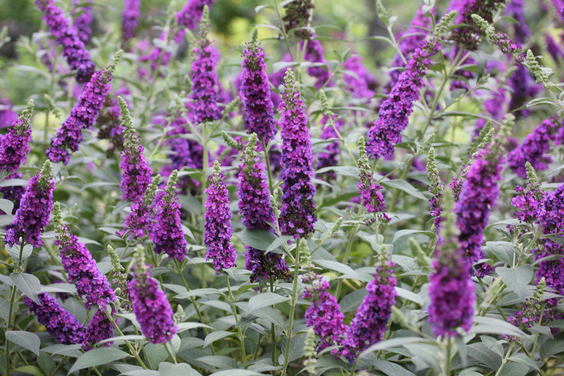 Buddleja Types Buddleja – butterfly bush full of fragrance, colour & summer-long ...