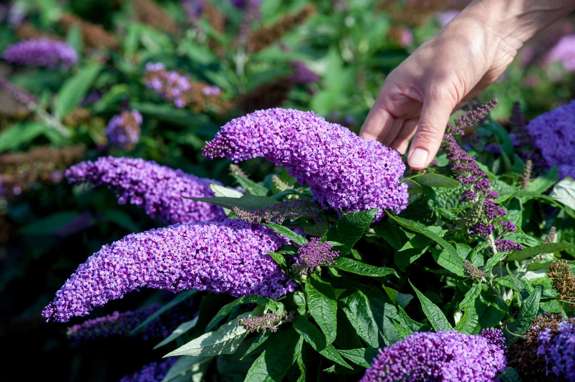 Buddleja – butterfly bush full of fragrance, colour & summer-long ...