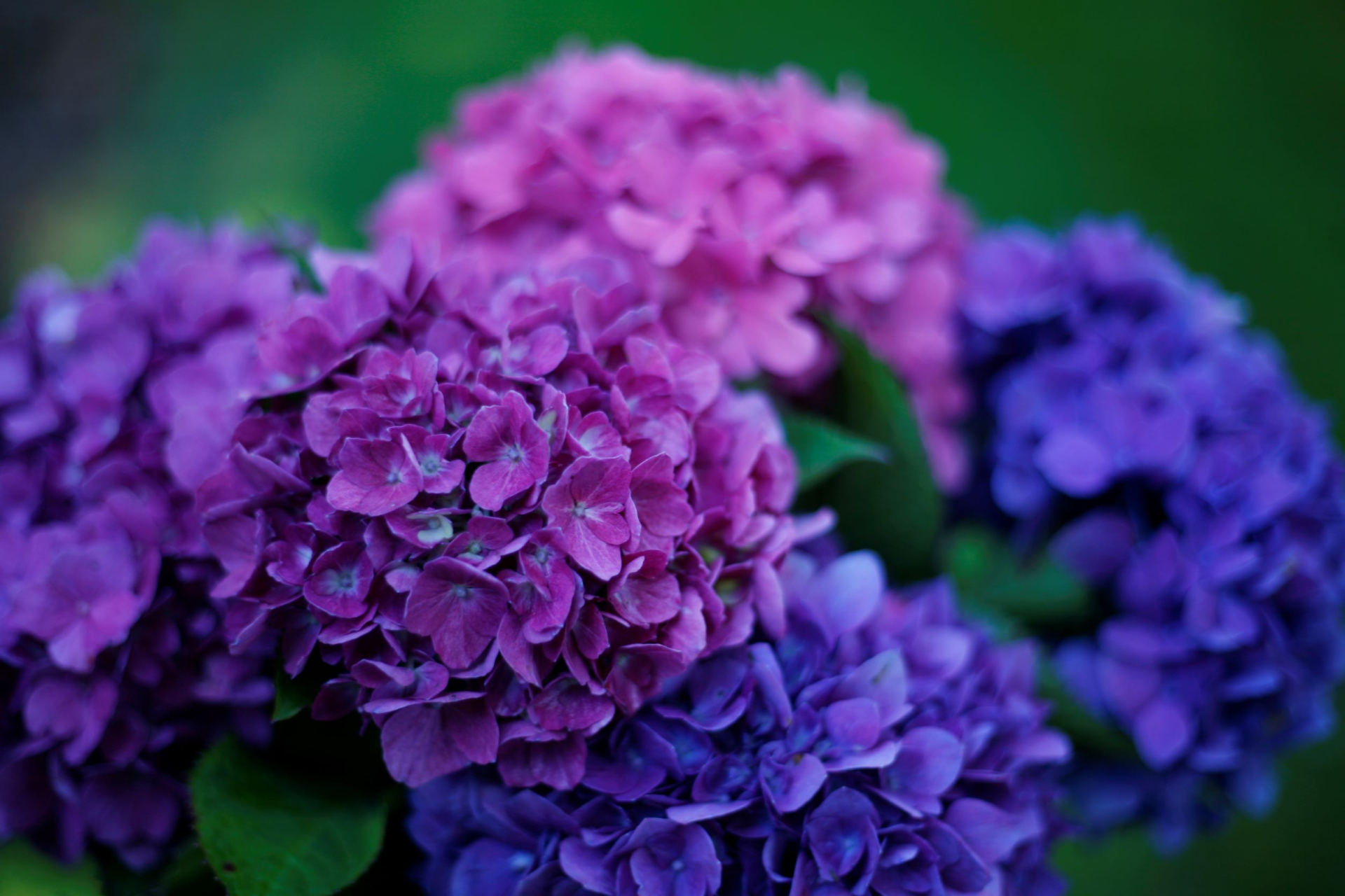 Buy hydrangeas – richly flowering varieties | Proven Winners® | Proven ...