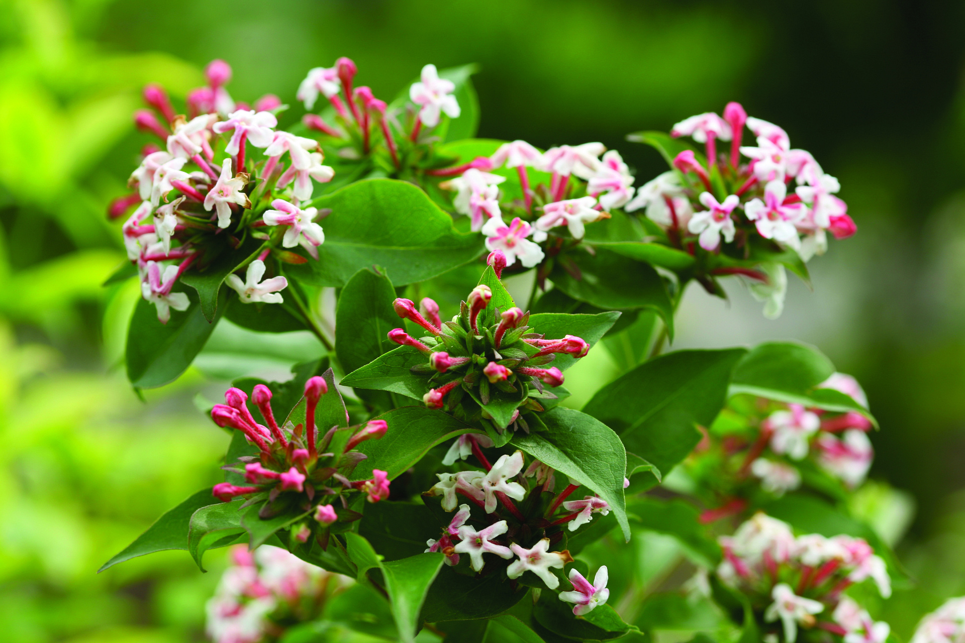 ABELIA 26インチ Abelia | Brilliantina® | Proven Winners® Shrubs – Proven Winners