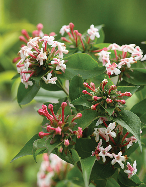 Plants | Proven Winners®
