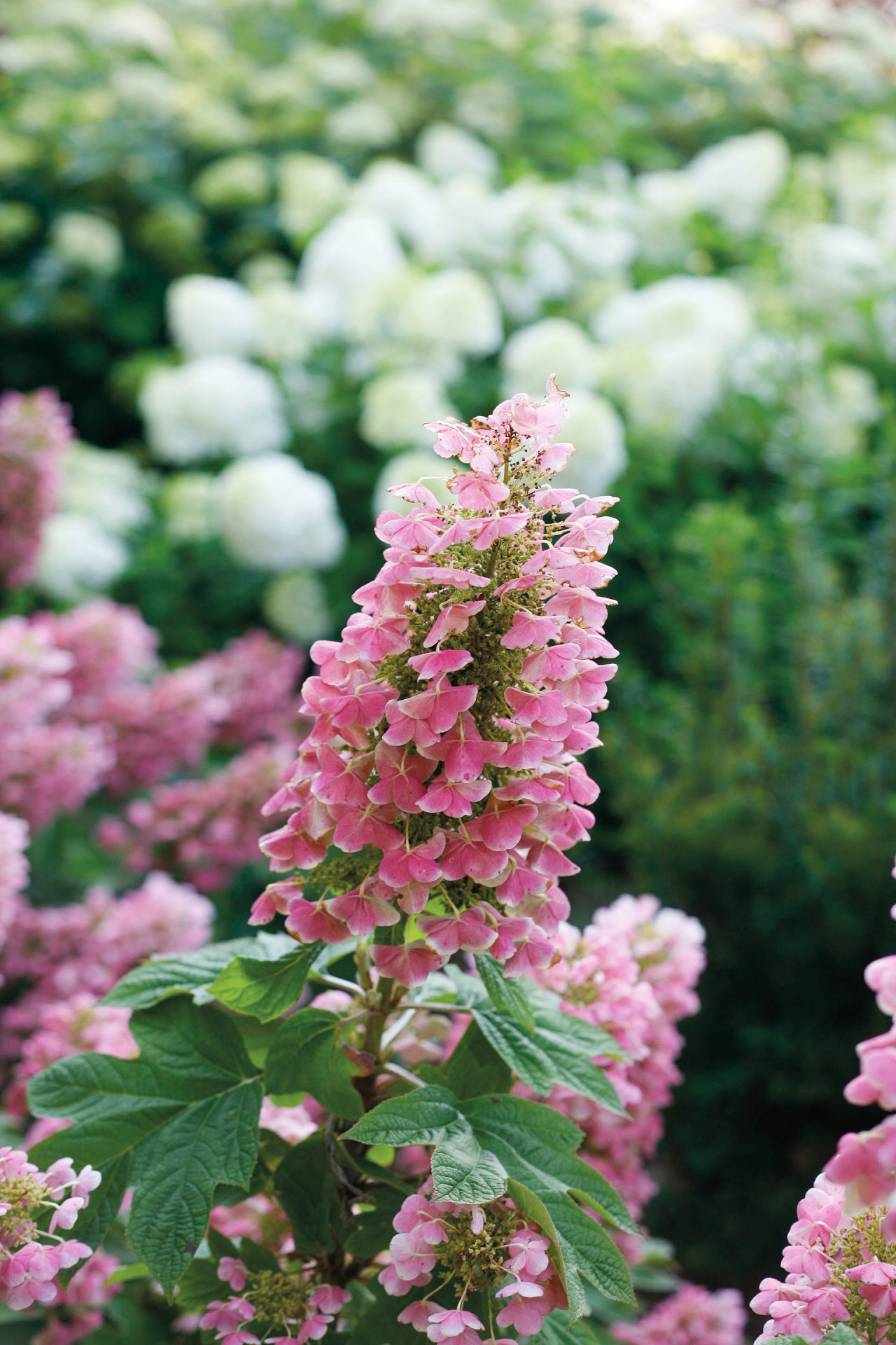 3829_Hydrangea_quer.