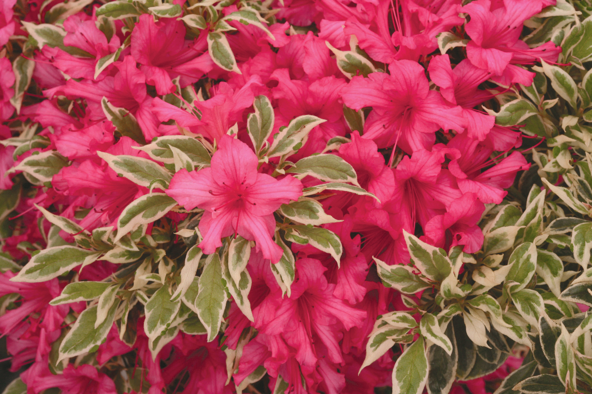 Rhododendron  wintergrne Bltenpracht fr (Halb-)Schatten | Proven  Winners