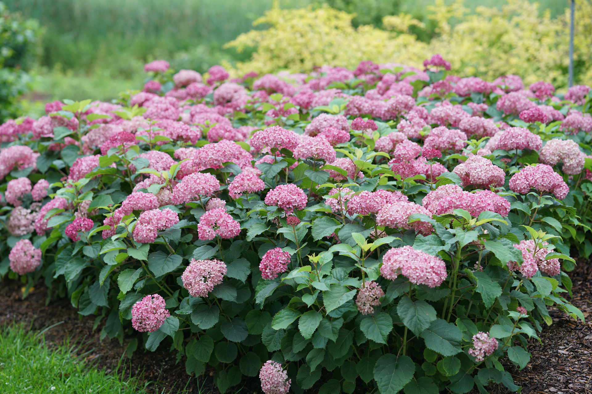 BellaRagazza® Mauvette L | Proven Winners®