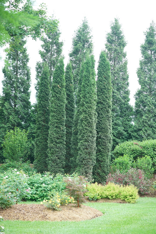 Thuja  immergrne Strucher fr Hecken und Struktur | Proven Winners |  Proven Winners