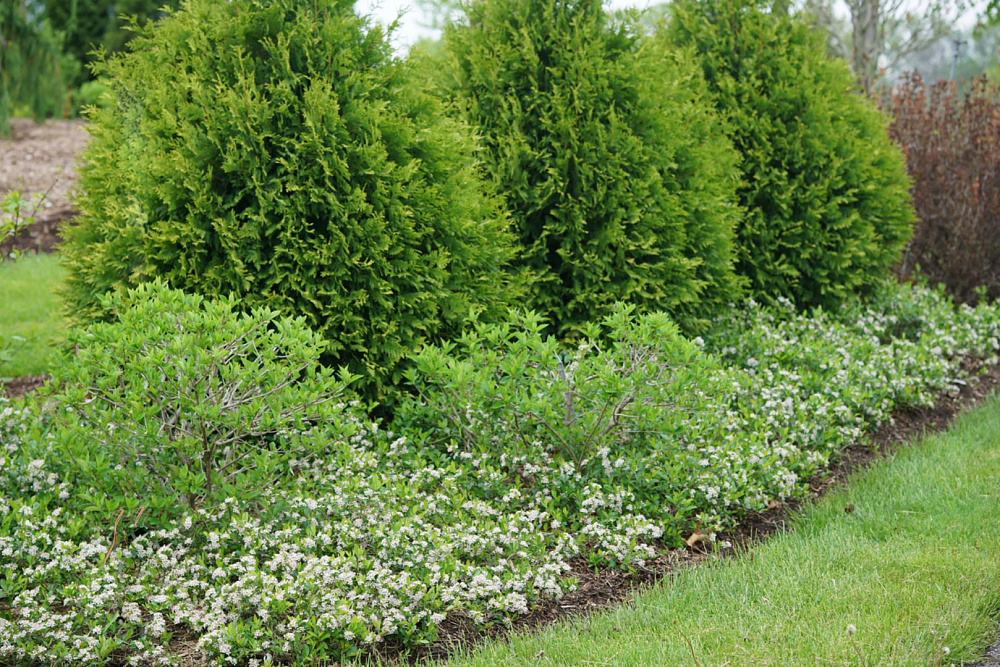 aronia mel. revontuli spreader uconnam012 1 proven winners garden