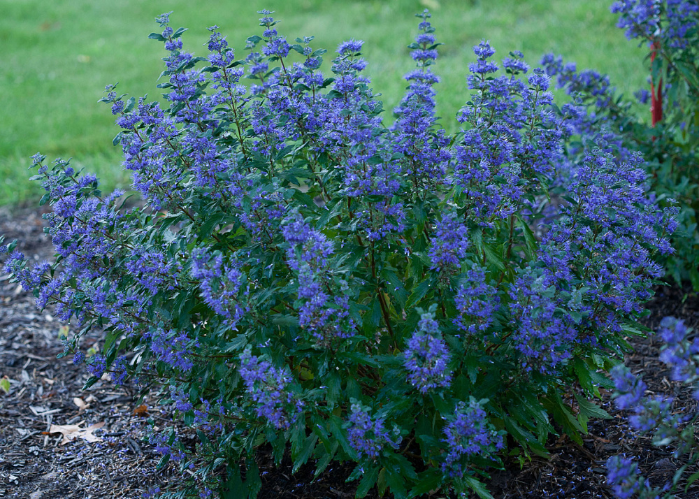 caryopteris x clan. beyond midnight ct 9 12 1e proven winners 