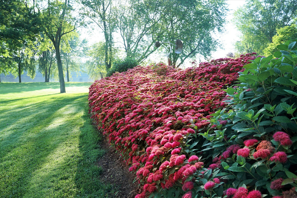 spiraea x double play doozie ncsx2 18 proven winners bg lr