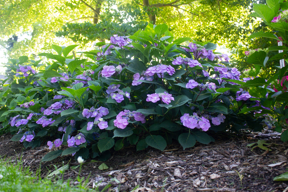hydrangea serr. flair flavours blueberry cheesecake mak20 7 pw