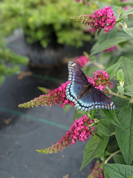 buddleja chip ruby chip smnbdd 4e proven winners 