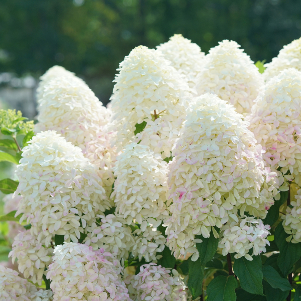 hydrangea paniculata quick fire fab smnhpm 9.1 proven winners 
