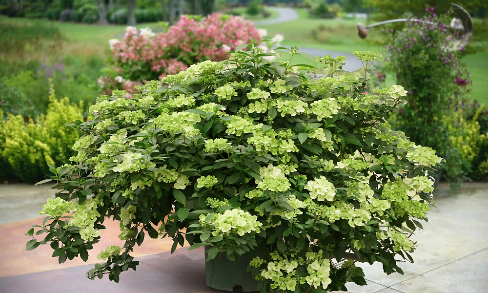 abb2f3e4a21a11ff47ff5abd36abf6a0