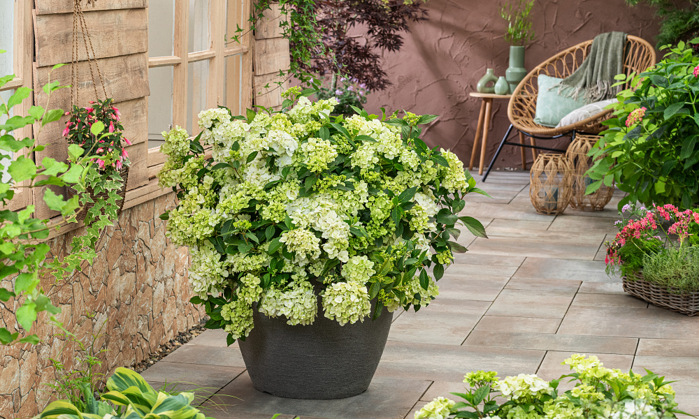 hydrangea x fairytrail green wnhydfbwmh 8 pw