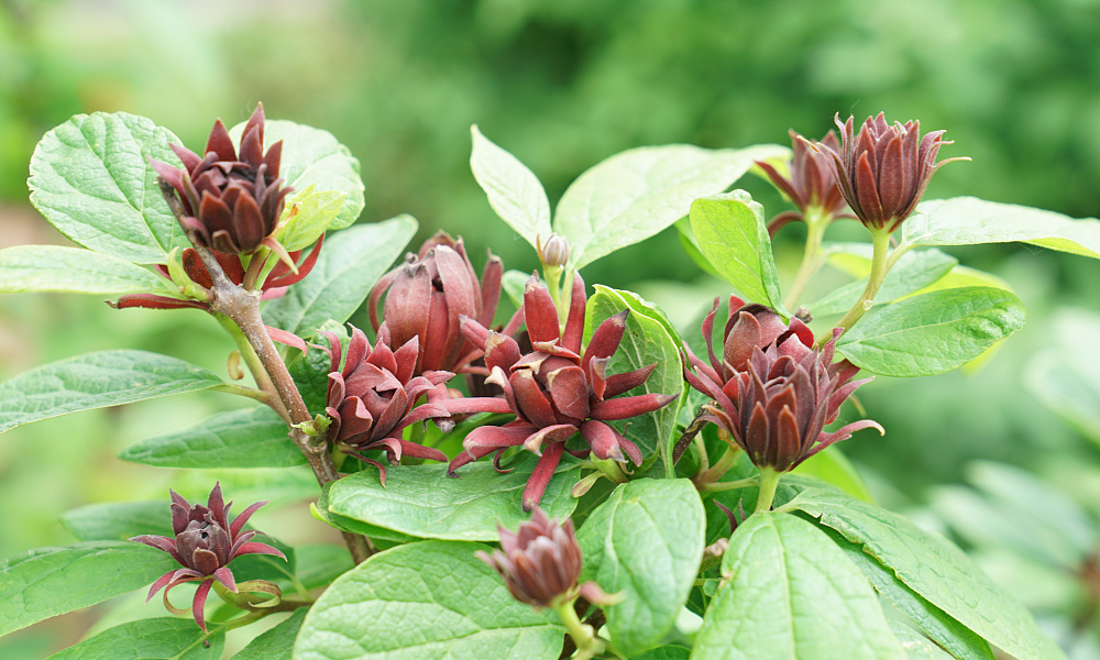 4125 calycanthus flor. simply scentsational 1