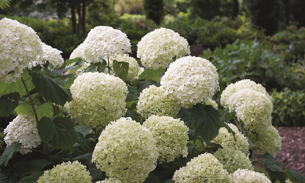 4126 hydrangea arb. strong annabelle 3