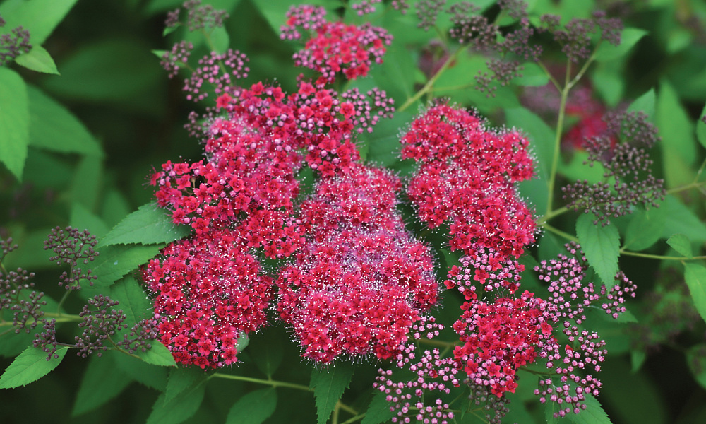 4128 spiraea jap. double play red 1