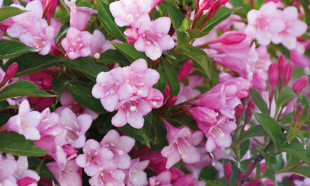 4129 weigela flor. colourtwist twopink 2