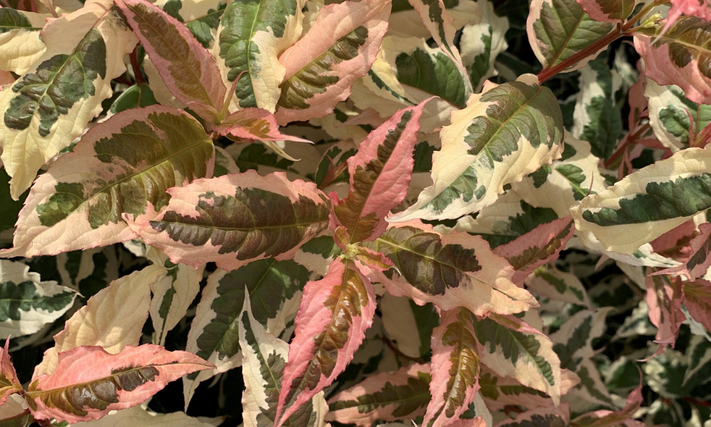 4130 diervilla x. kodiak mixx 1