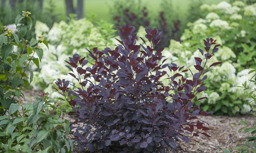 4131 cotinus cogg. winecraft black 4