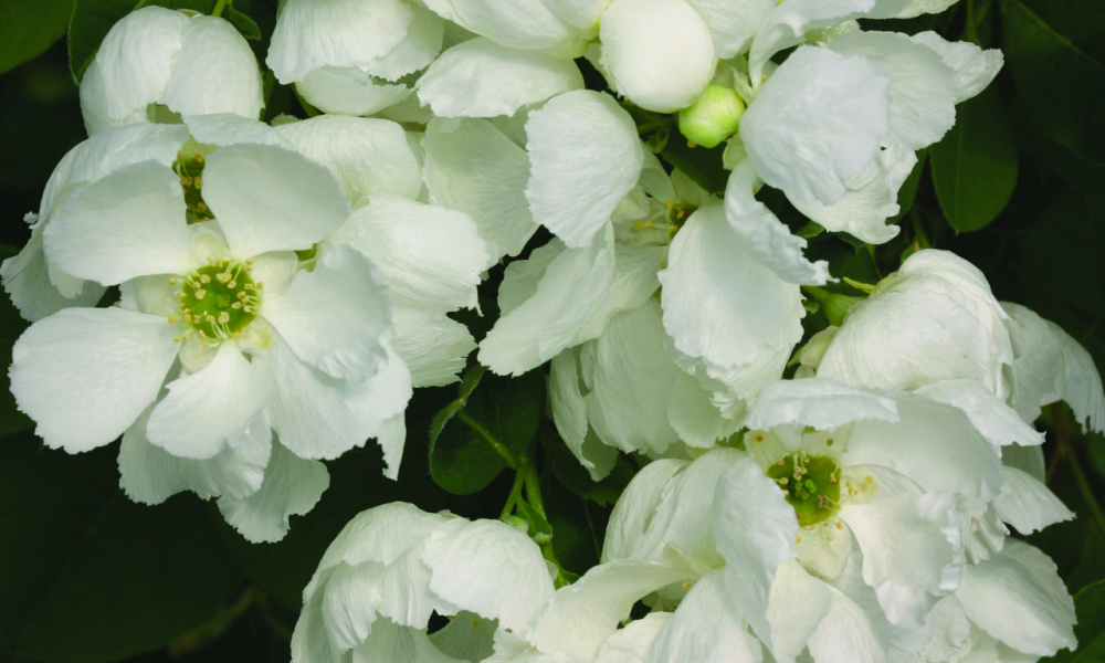 4133 exochorda snow day blizzard 4