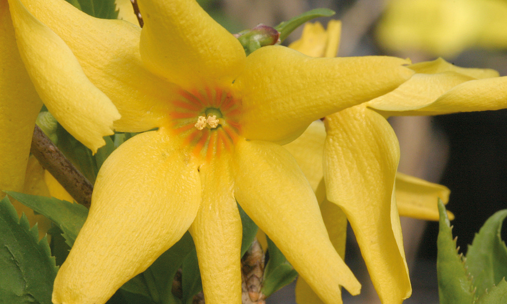 4134 forsythia kor. flying machine 2 ew deze op positie 3