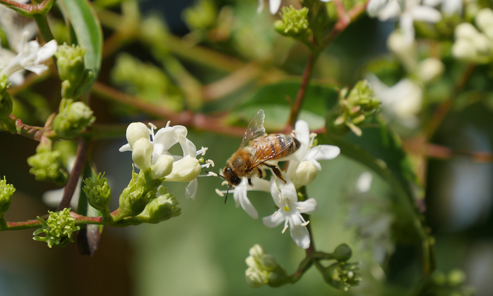 4135 heptacodium mic. temple of bloom 2