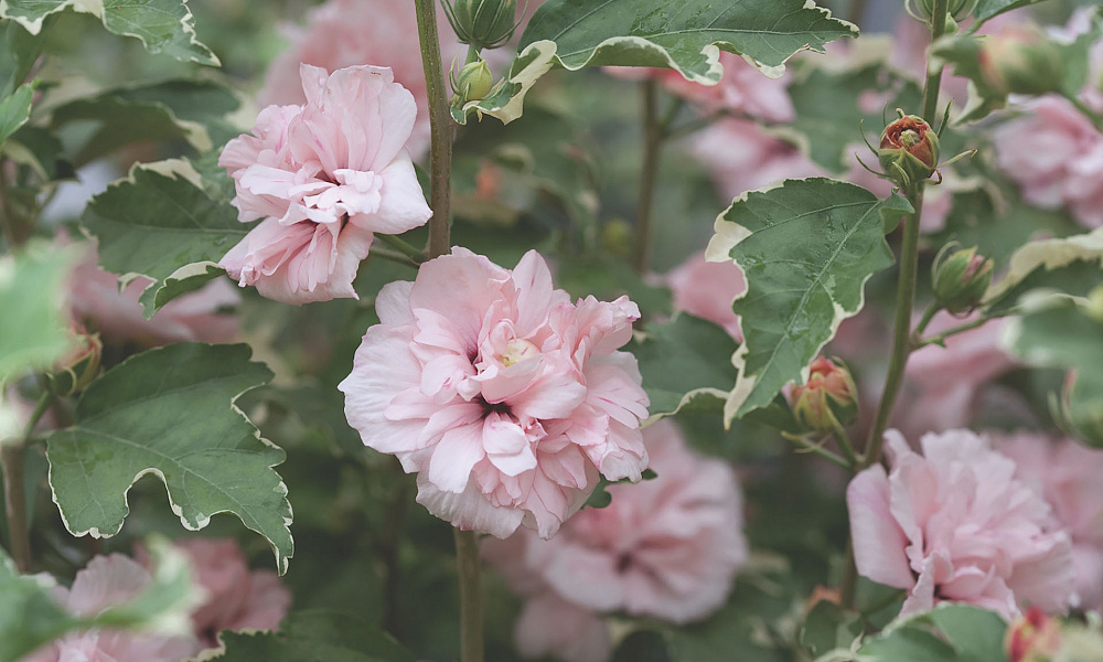 4136 hibiscus syr. sugar tip 1