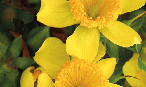 4137 hypericum kalm. sunny boulevard 3