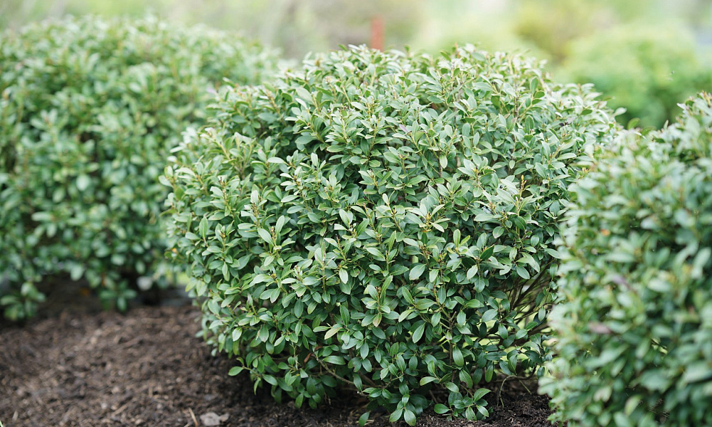 4138 ilex glabra strongbux 2