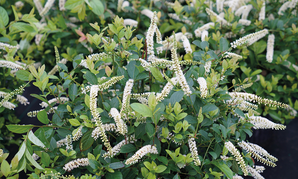 4139 itea virg. scentlove 1