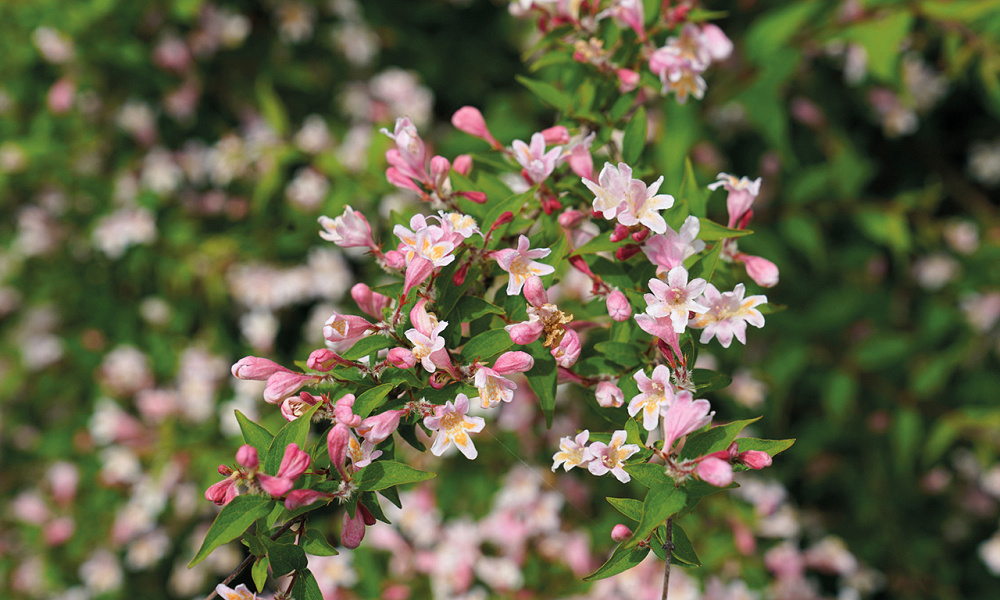 4140 kolkwitzia am. adorabelle 3