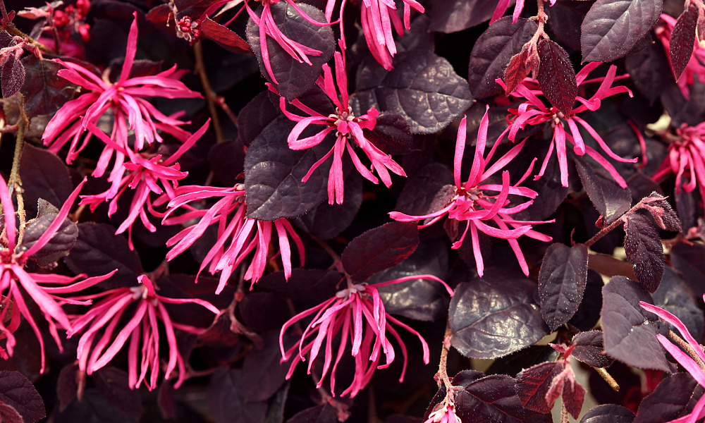 4141 loropetalum jazz hands pink 1