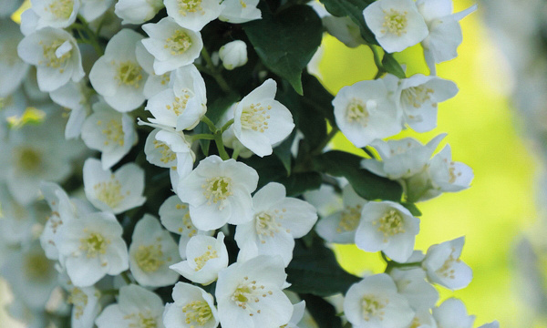 4142 philadelphus cor. illuminati tower 4