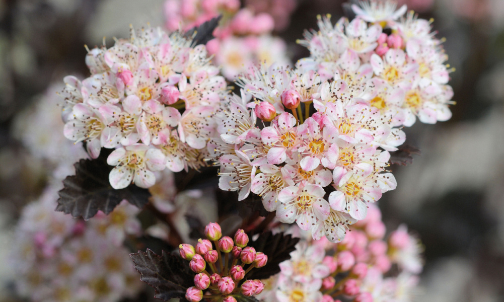4143 physocarpus opu. tiny wine 4