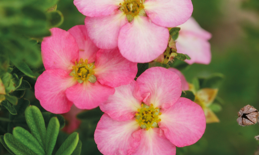 4144 potentilla frut. happy hearts pink star 2
