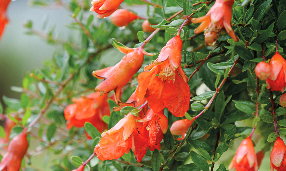 4145 punica gran. pompommy 2