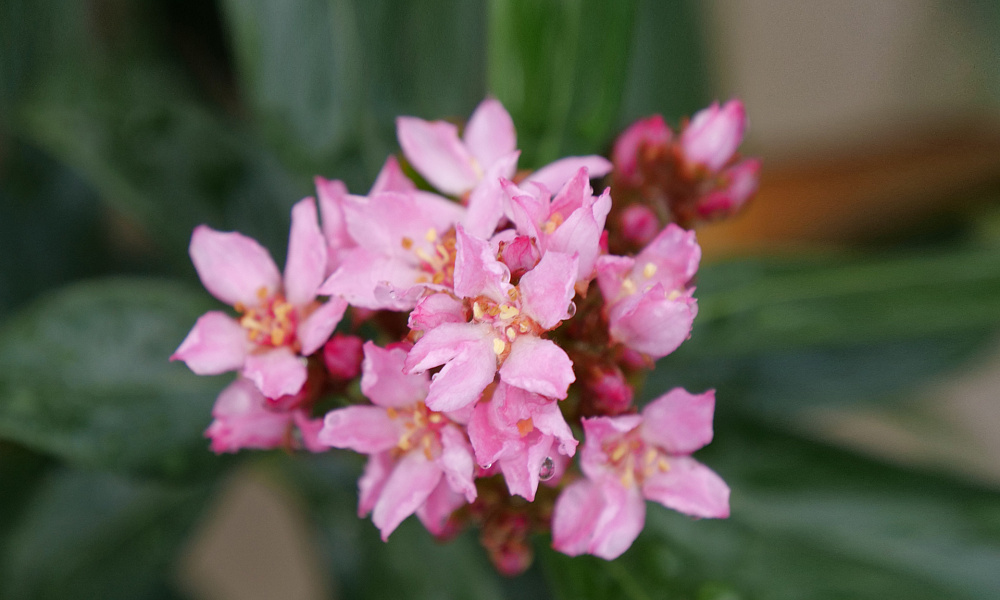 4147 rhaphiolepis la vida grande 1