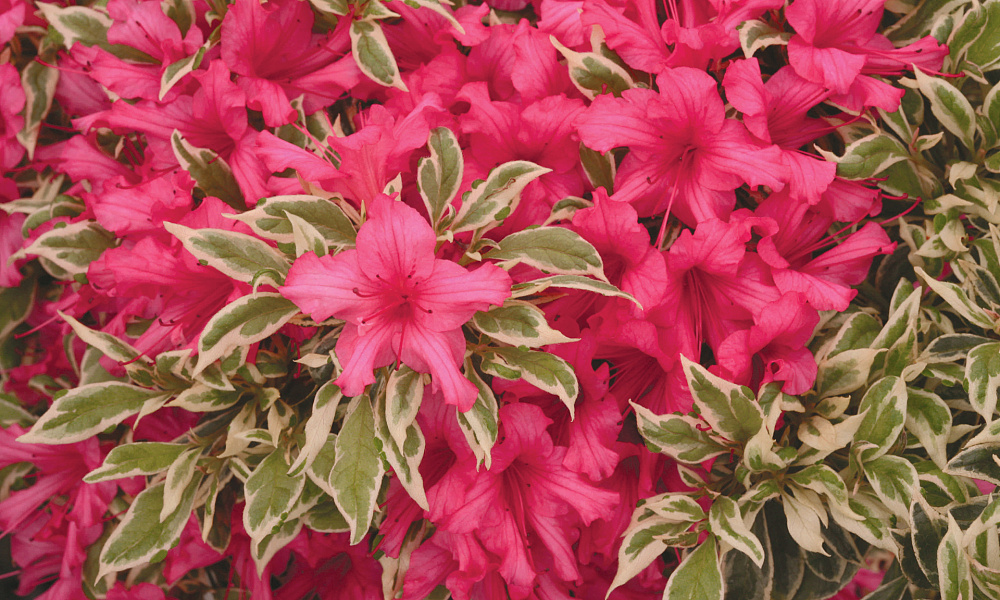 4148 rhododendron bollywood 1