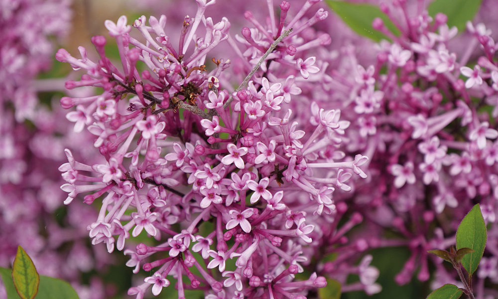 4149 syringa bloomerang tiny purple 3