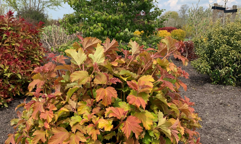 4150 viburnum op. oh canada smnvodr 14 proven winners 