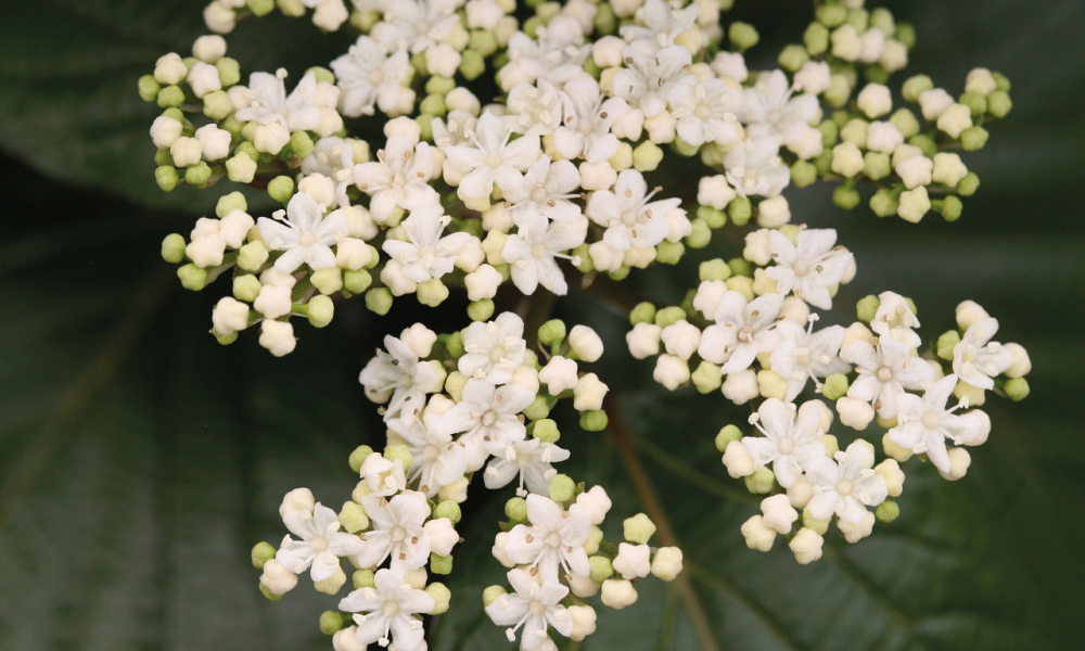 4150 viburnum x shiny dancer 3