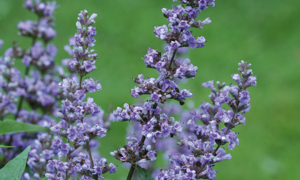 4151 vitex agnus castus blue diddley 4
