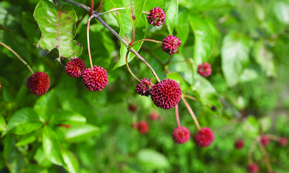 4152 cephalanthus occi. sugar shack 2