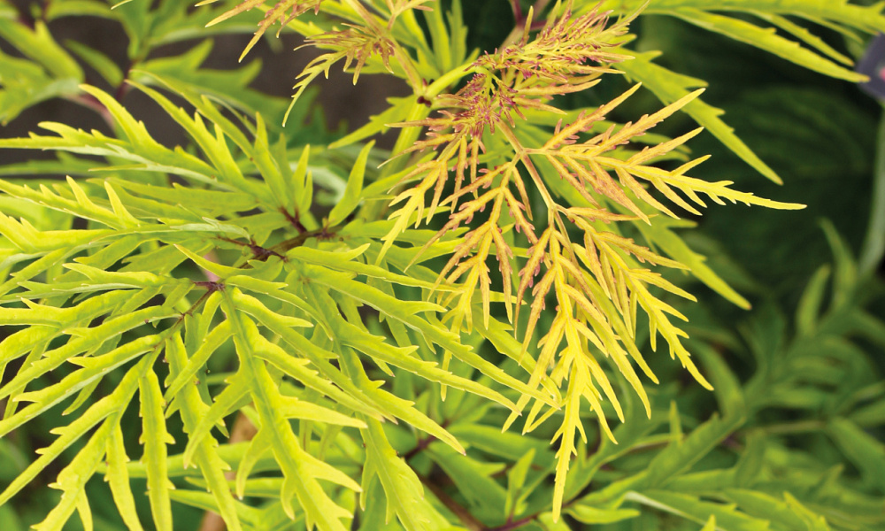 4155 sambucus rac. lemony lace 4