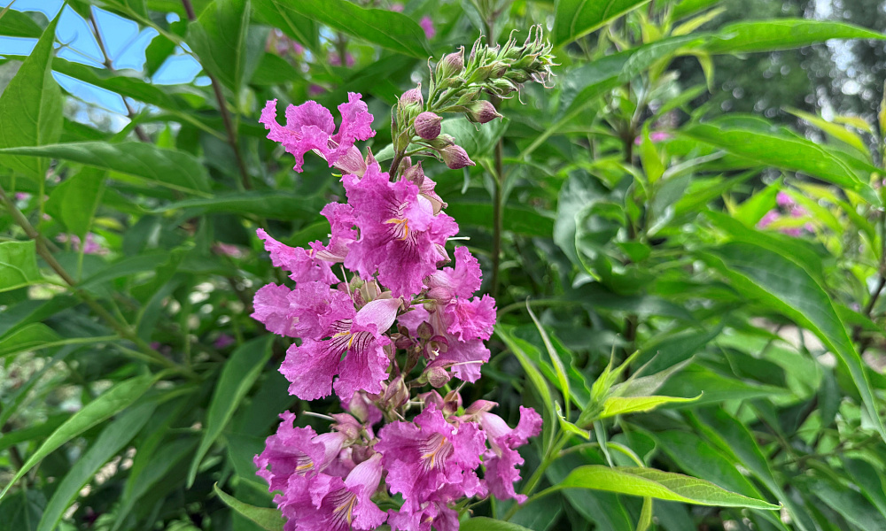 4207 chitalpa x el ni o ncxc1 12 proven winners 