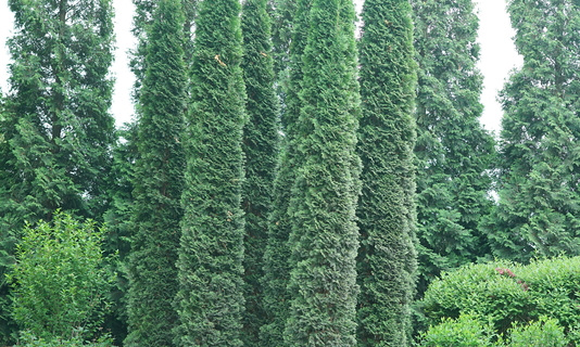 4233 thuja occ. smtotm thin man 1 2e pw