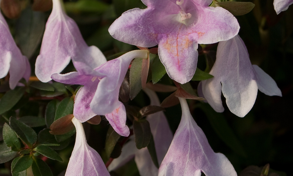 62 abelia pinky bells 2