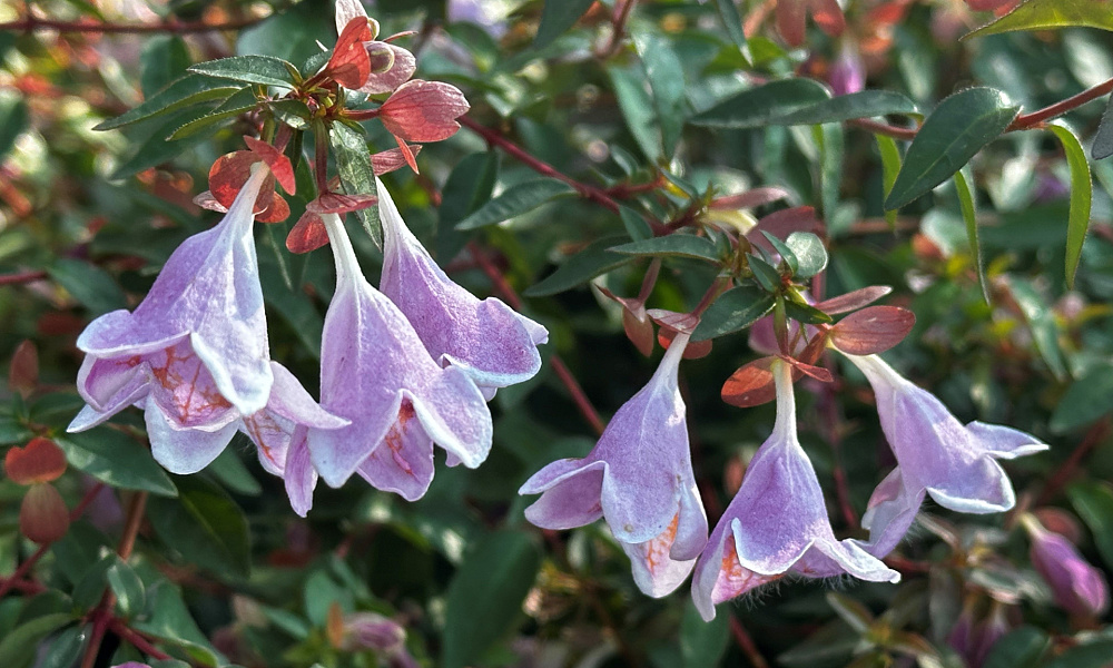 62 abelia pinky bells lynn 11 proven winners 