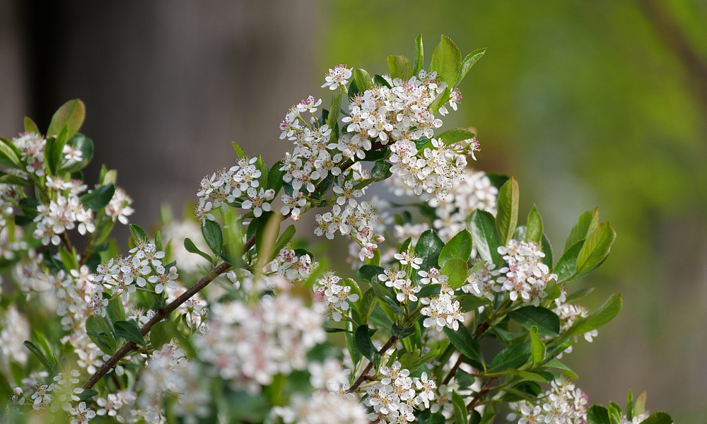 63 aronia mel. revontuli spreader 4