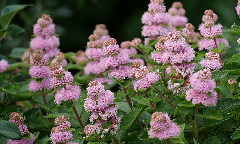 66 caryopteris incana beyond pink d 4